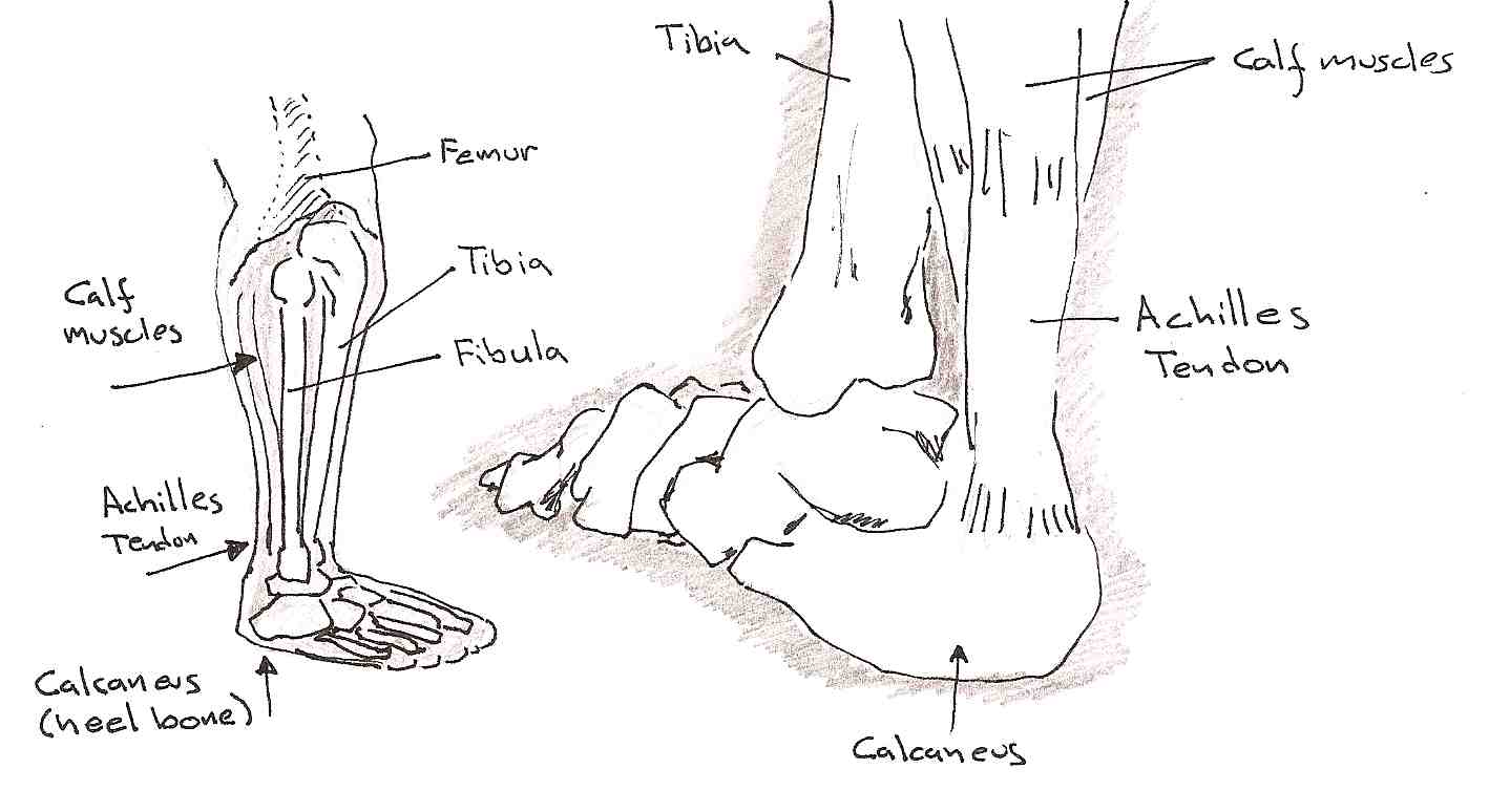 Achilles tendon and bones of the lower leg